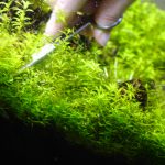 刈り込むようにしてカット　パールグラスのトリミング
